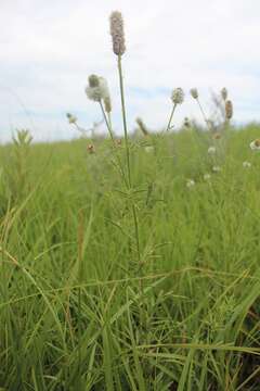 Image of white prairie clover