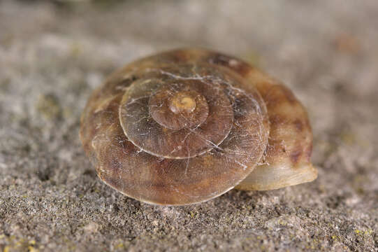 Image of Lapidary Snail