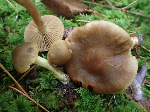 Image of Cortinarius venetus (Fr.) Fr. 1838