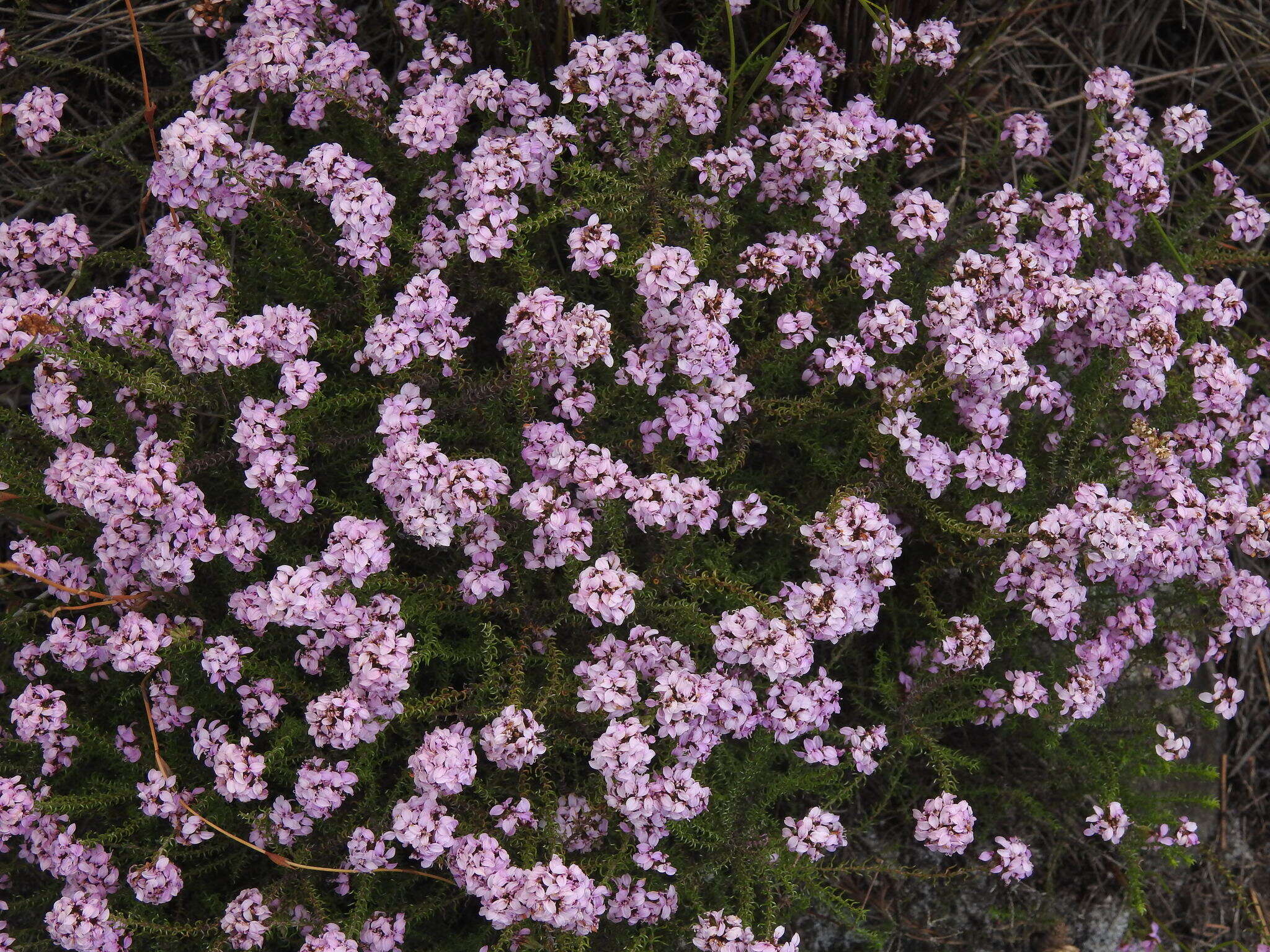 Image of Disparago ericoides (Berg.) Gaertn.