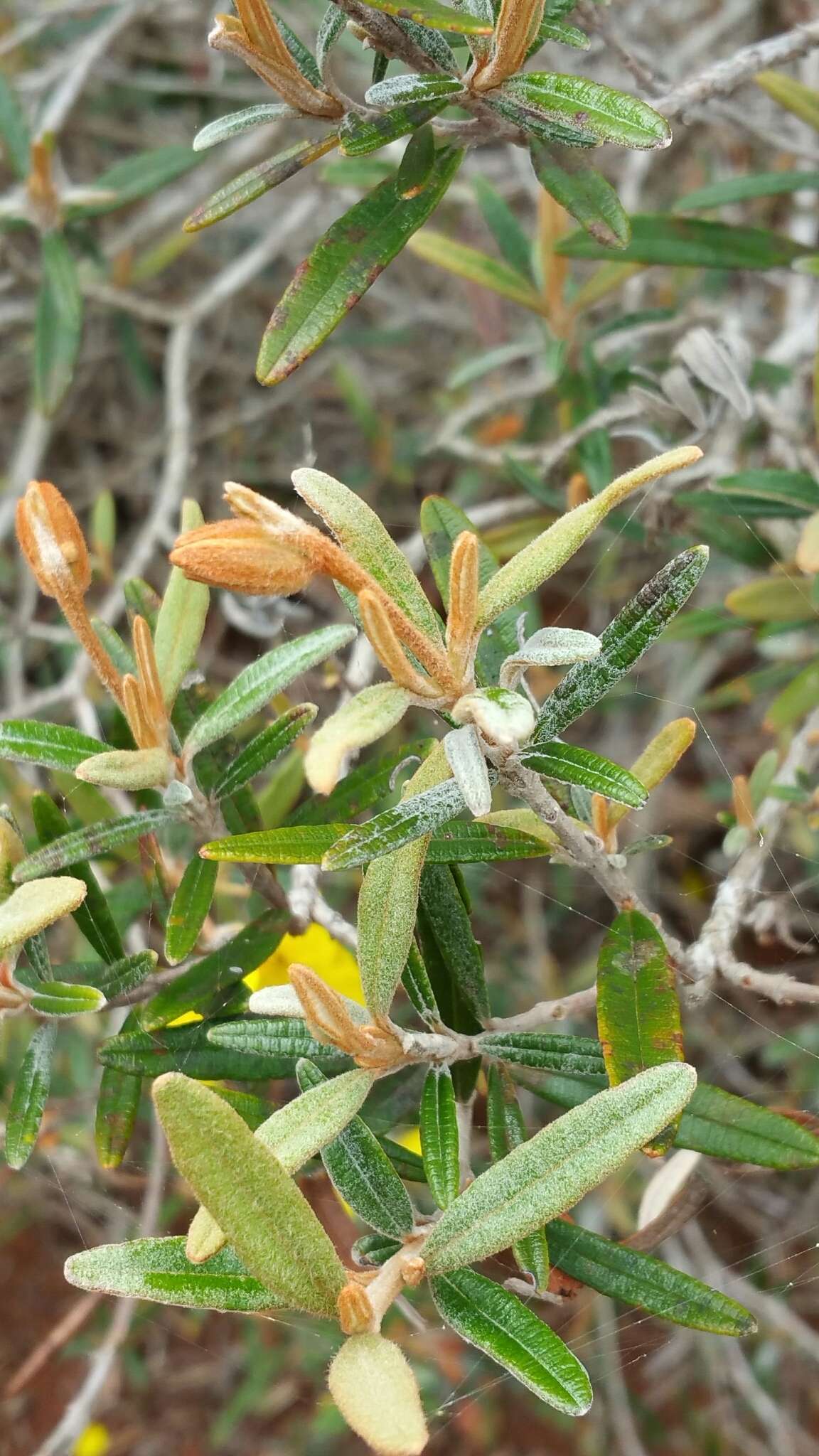 Image of Hibbertia coriacea Baill.