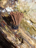 Image of Stemonitis axifera