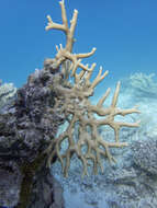 Image of Fire coral