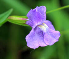 Plancia ëd Mimulus ringens L.