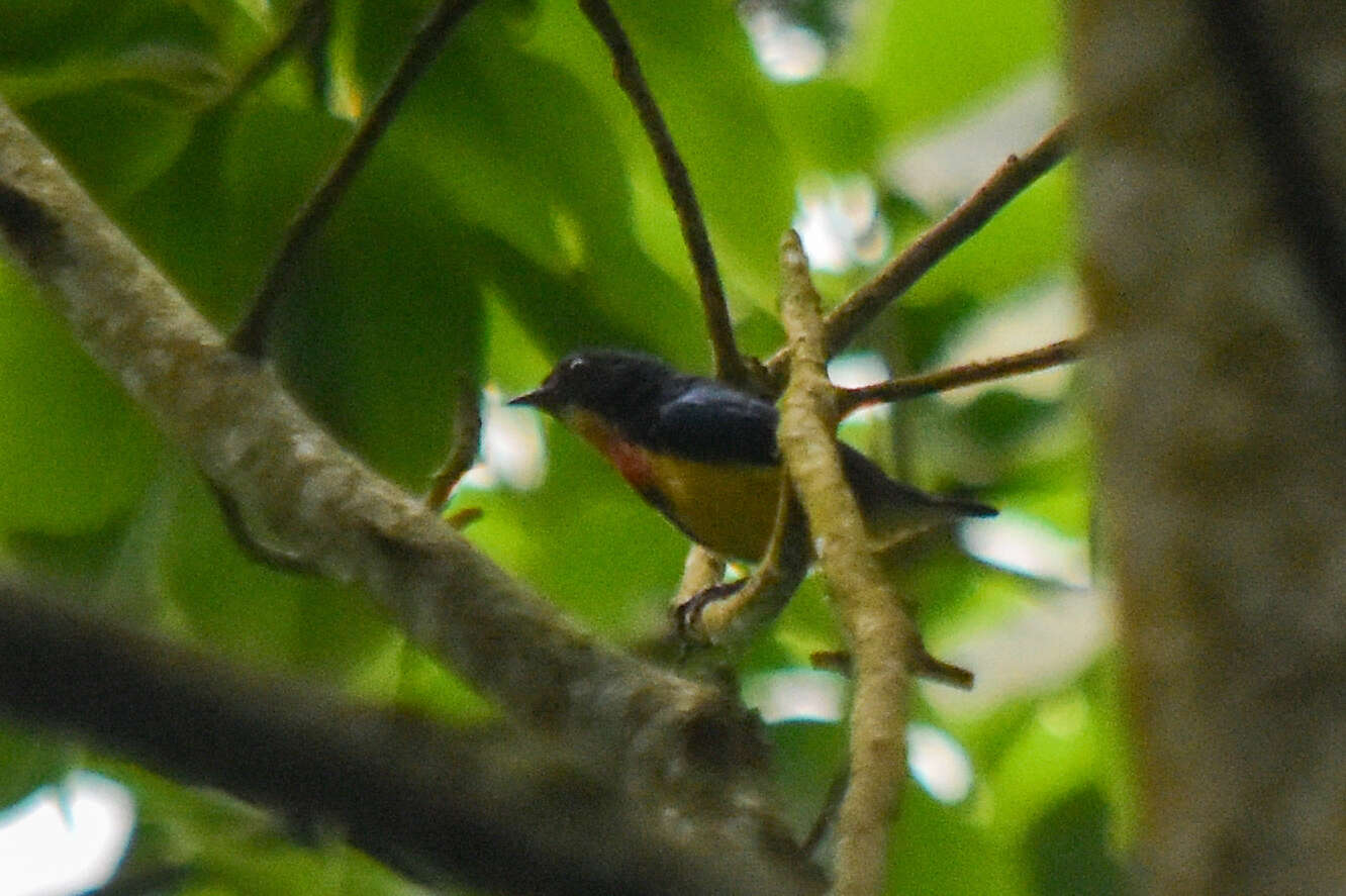 Image of Fire-breasted Flowerpecker