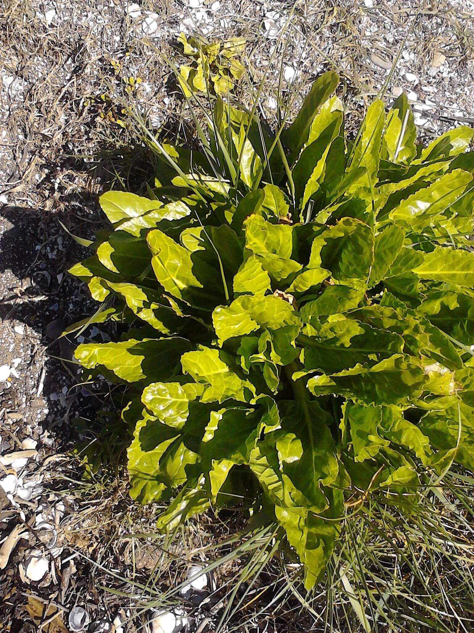 Image of common beet