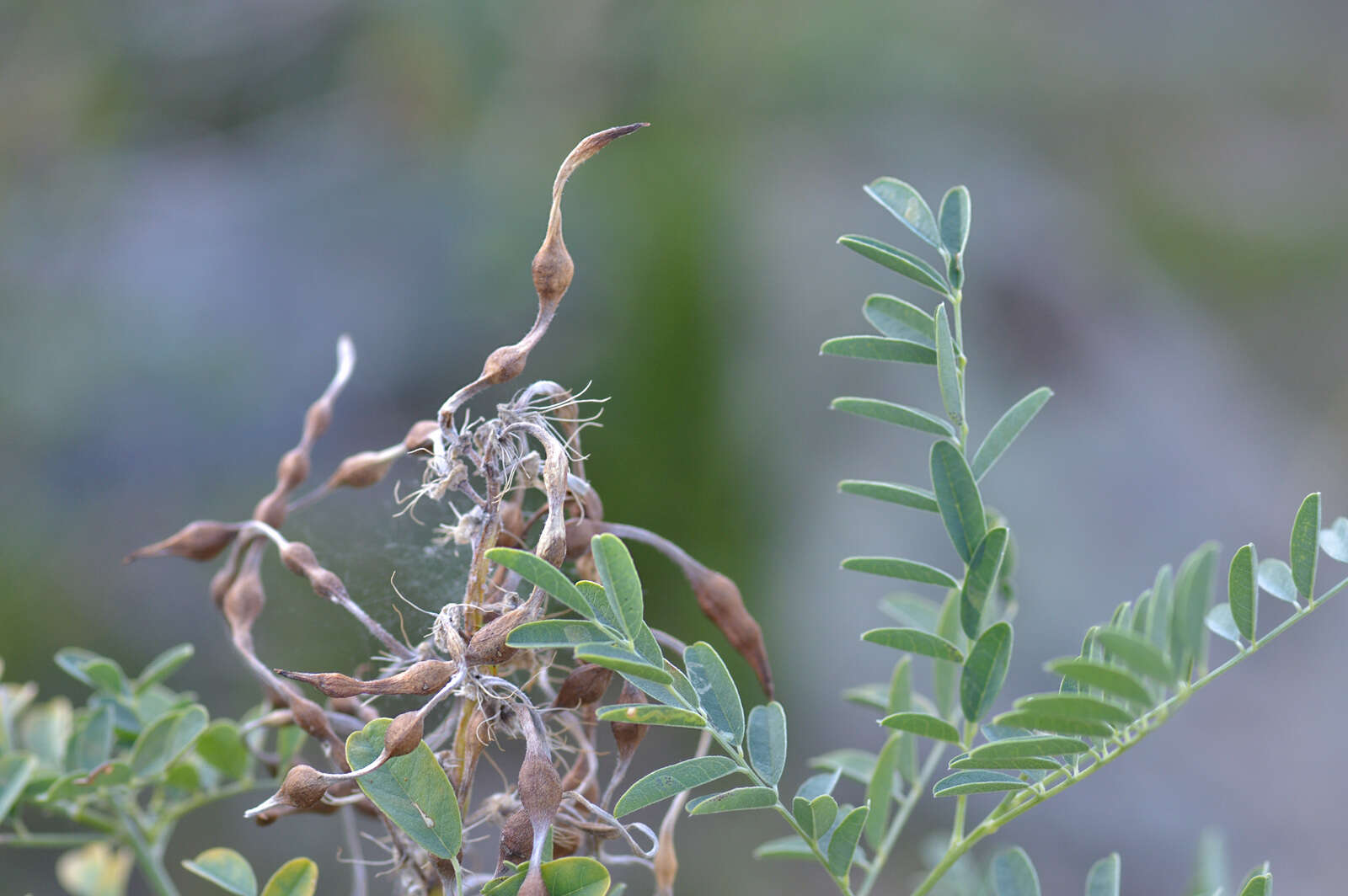 Sophora alopecuroides L. resmi