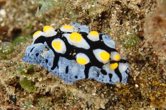 Image of black-rayed phyllidia