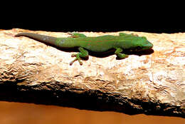 Image of Striped Day Gecko