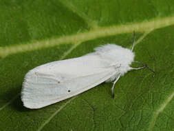 Image of water ermine