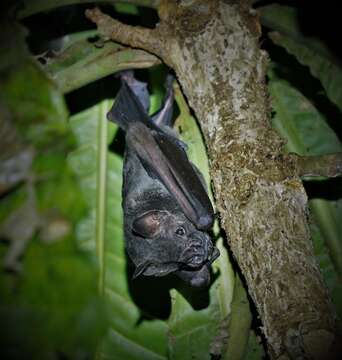 Image of Dark Fruit-eating Bat