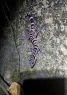 Image of Chinese Cave Gecko