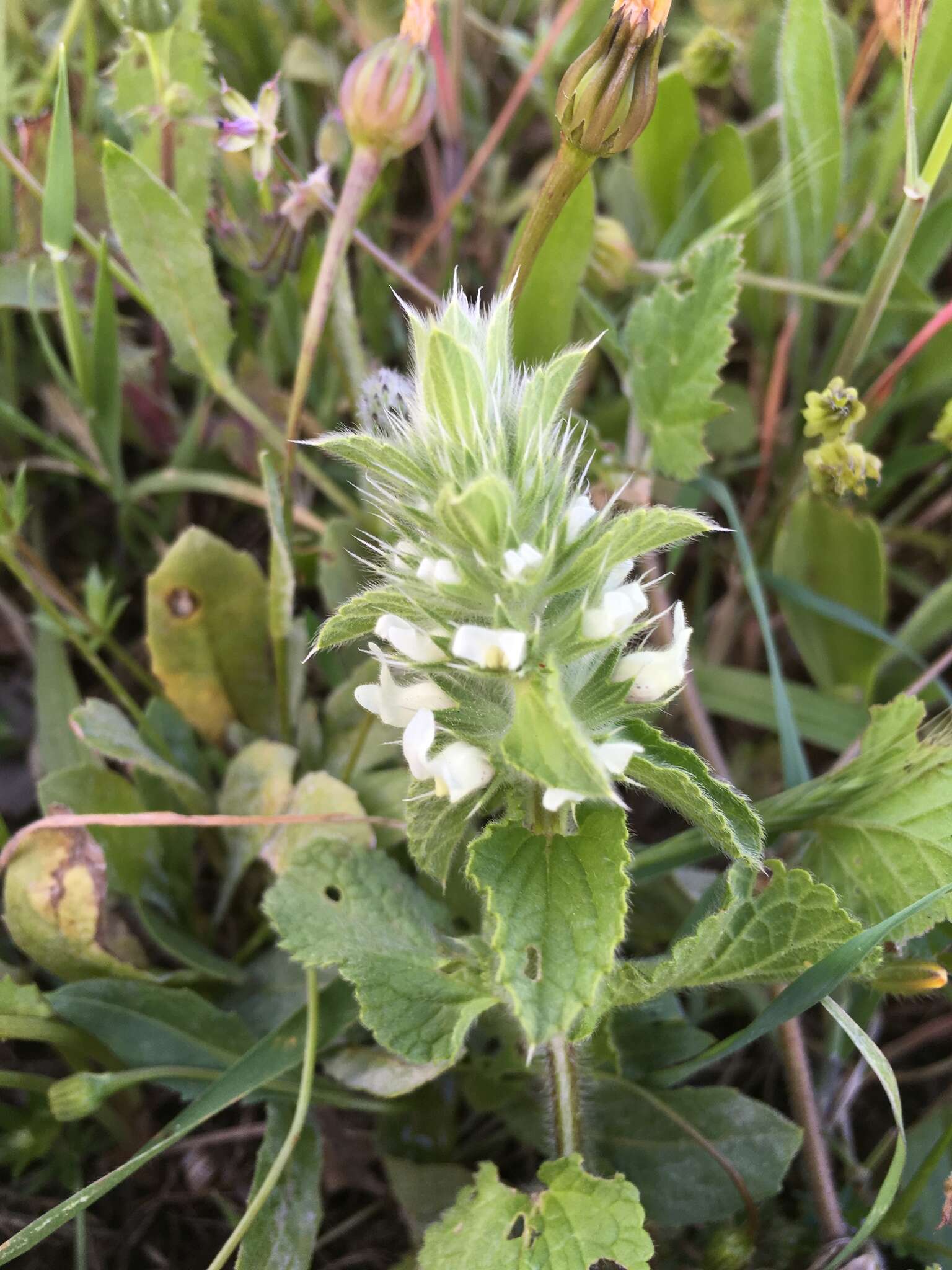 Слика од Stachys ocymastrum (L.) Briq.