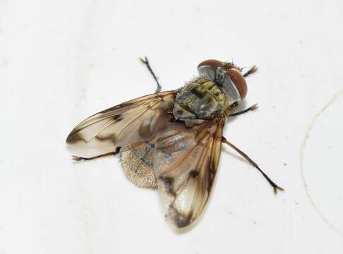 Image of Ectophasia oblonga (Robineau-Desvoidy 1830)