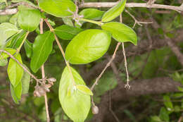 Image of Common crown-berry