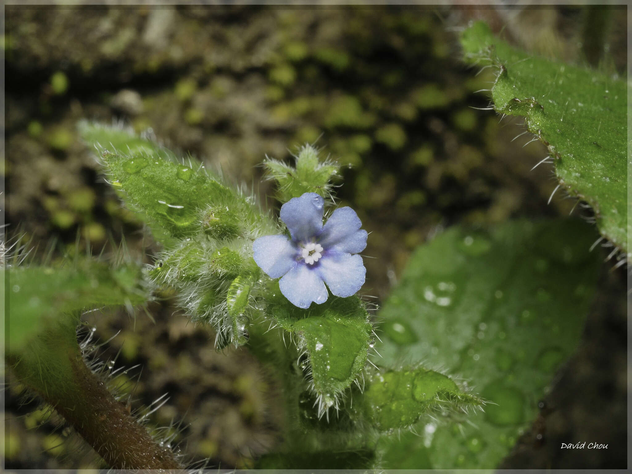 Plancia ëd Thyrocarpus sampsonii Hance