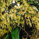 Oncidium chrysomorphum Lindl.的圖片