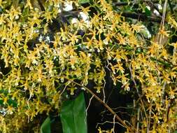 Oncidium chrysomorphum Lindl.的圖片