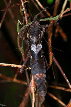 Image of Haaniella echinata (Redtenbacher 1906)