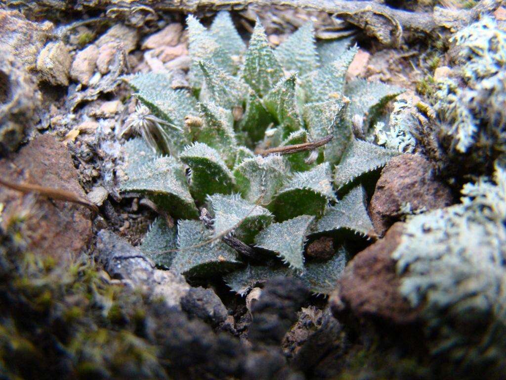 Image of Haworthia maraisii var. maraisii