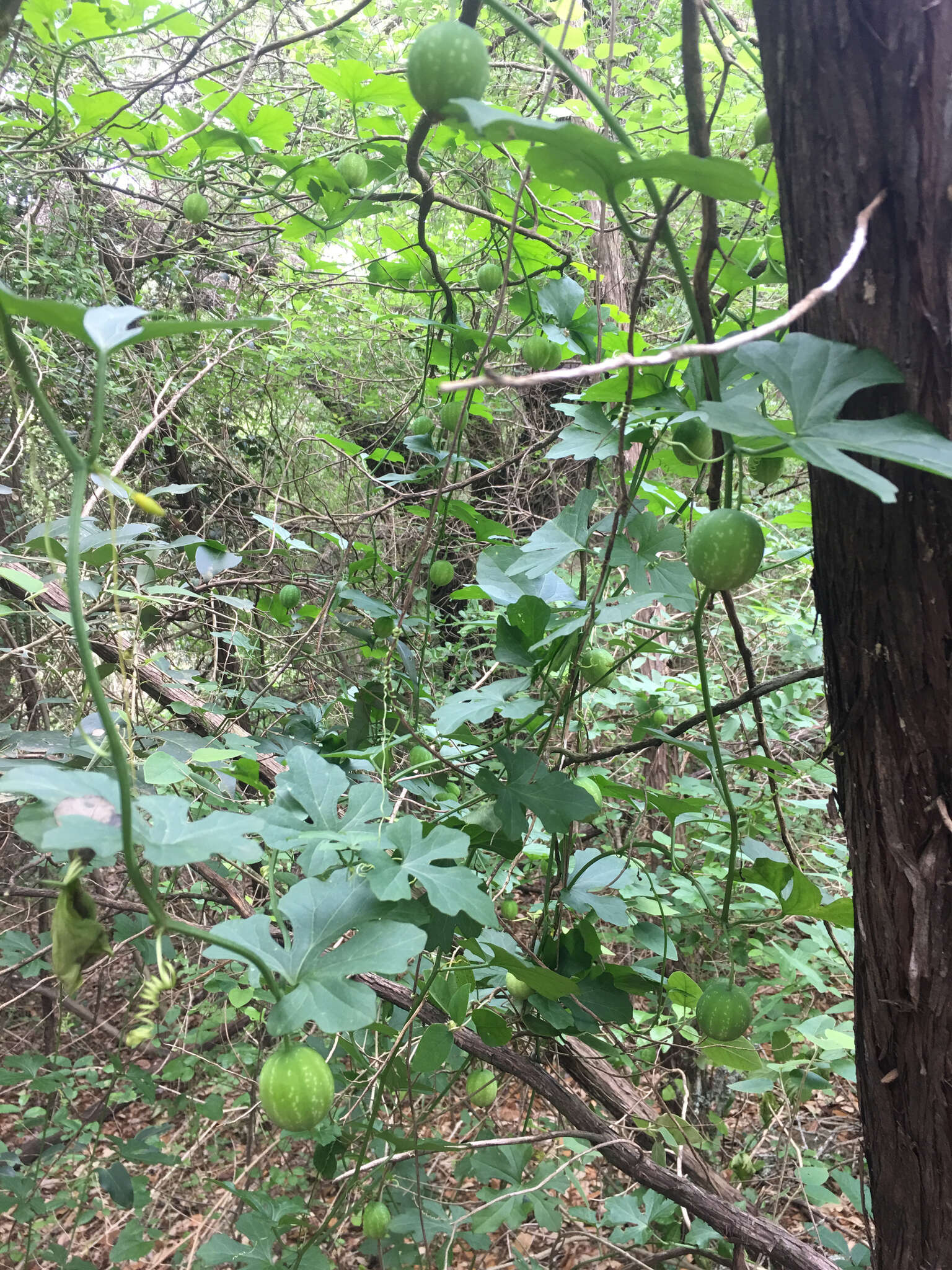 Image of Ibervillea lindheimeri (A. Gray) Greene