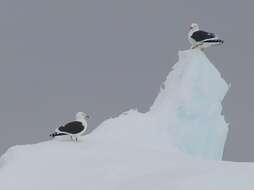 Image of Larus dominicanus austrinus Fleming & JH 1924