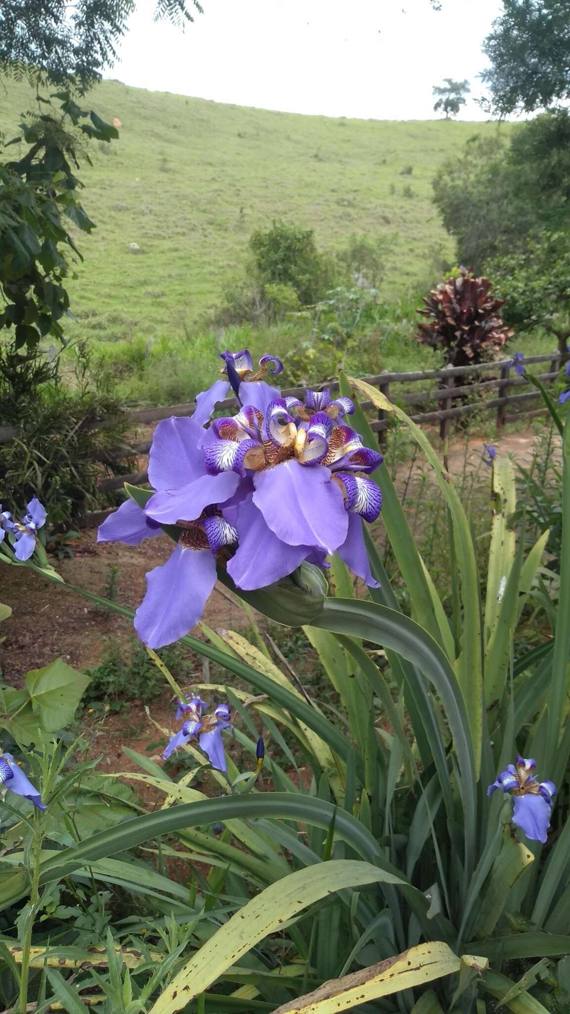 Image of Neomarica coerulea (G. Lodd.) Sprague