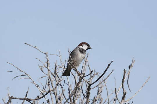 Passer domesticus indicus Jardine & Selby 1831 resmi