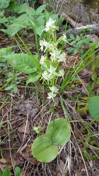 Image of Dinner-Plate Orchid