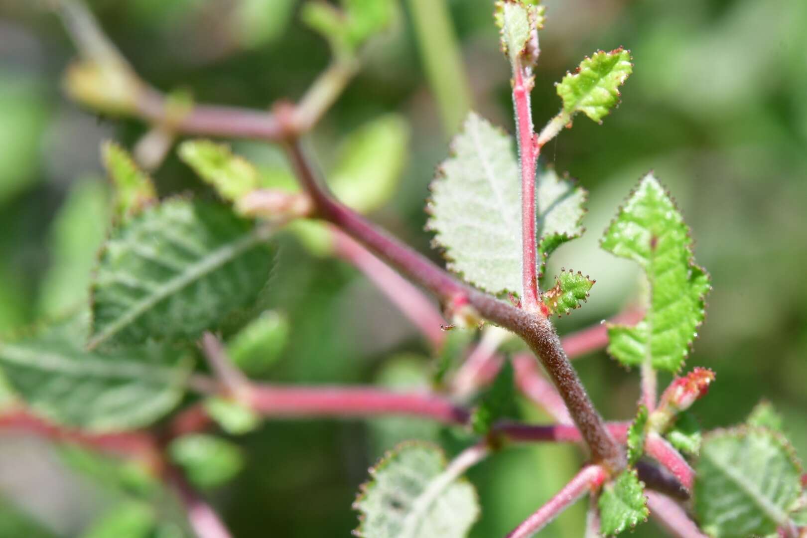 Image of peachbush