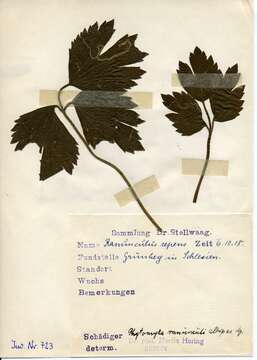 Image of Phytomyza ranunculi (Schrank 1803)