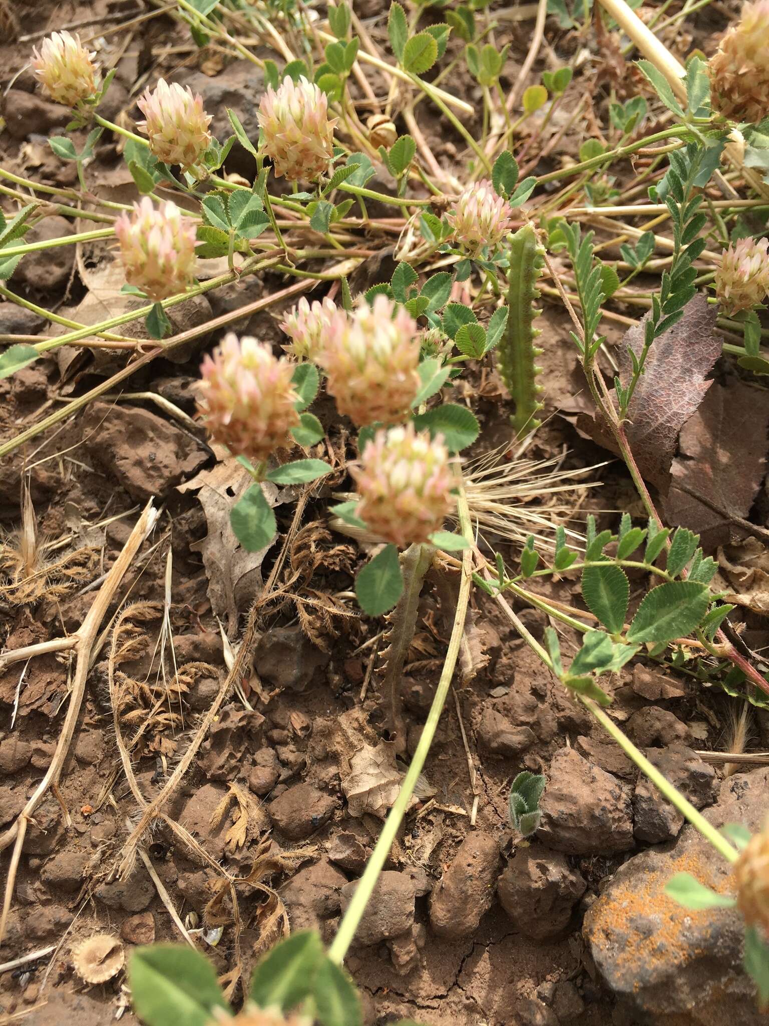 Image of sharp-tooth clover