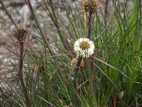 Image of Dasypogon bromeliifolius R. Br.