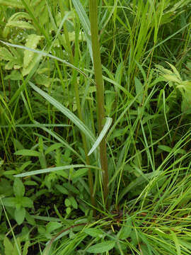 Image of Tephroseris subdentata (Bunge) Holub