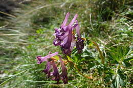 Image of Corydalis solida subsp. solida