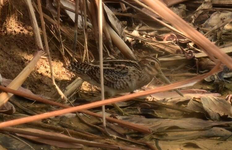 Image of Pin-tailed Snipe