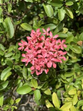 Ixora chinensis Lam. resmi