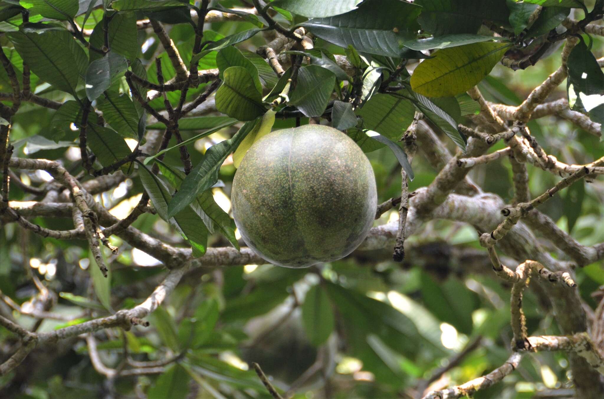 Image de Tabernaemontana stapfiana Britten