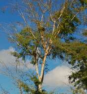 Image of Vachellia leucophloea (Roxb.) Maslin, Seigler & Ebinger