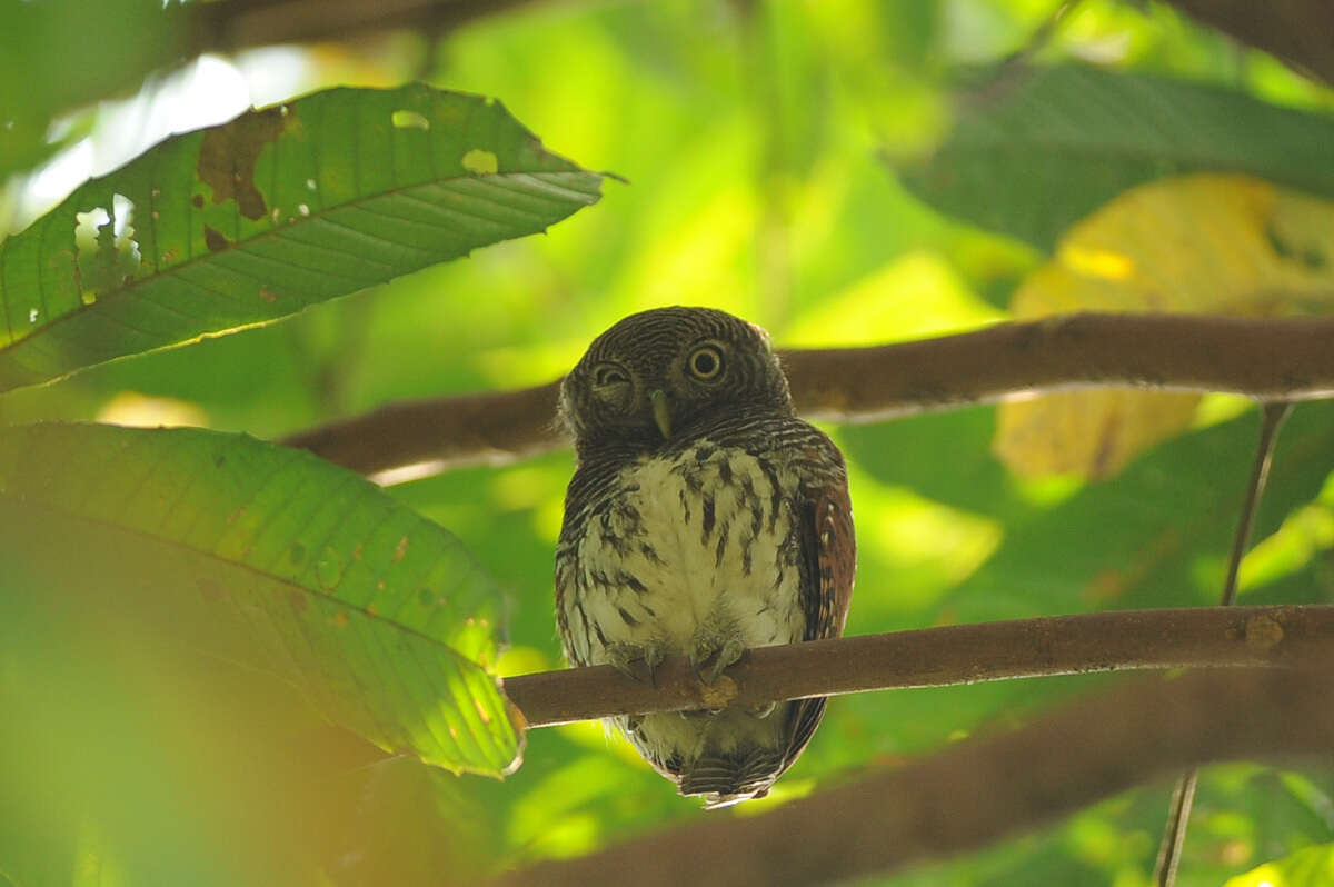 Image of Chestnut-backed Owlet