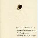 Image of Bucculatrix alaternella Constant 1889