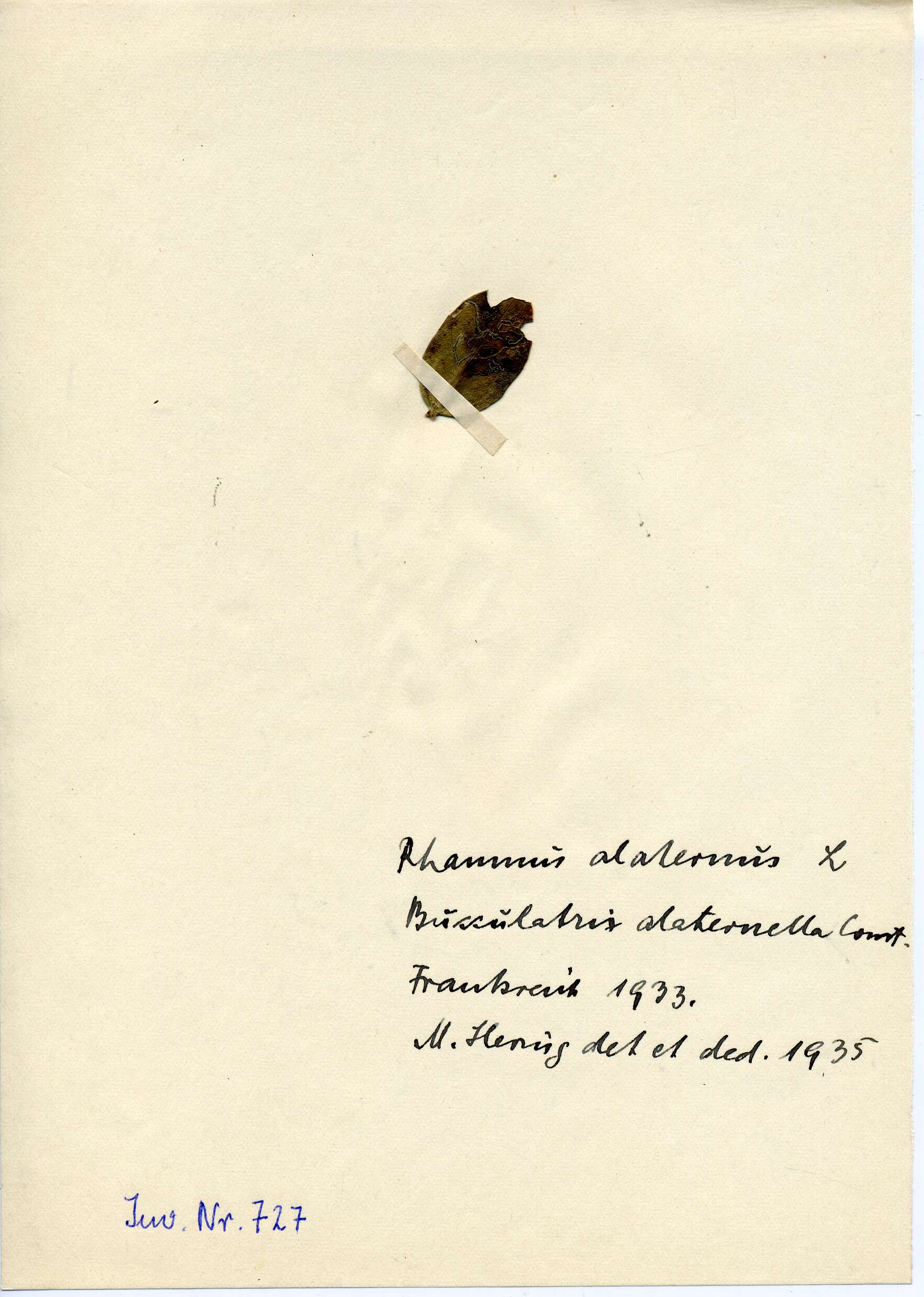 Image of Bucculatrix alaternella Constant 1889