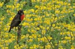 Image of Peruvian Meadowlark