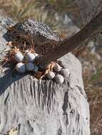 Mammillaria albilanata subsp. albilanata resmi