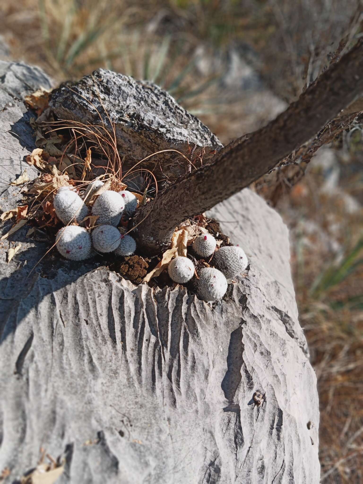 Image of Mammillaria albilanata subsp. albilanata