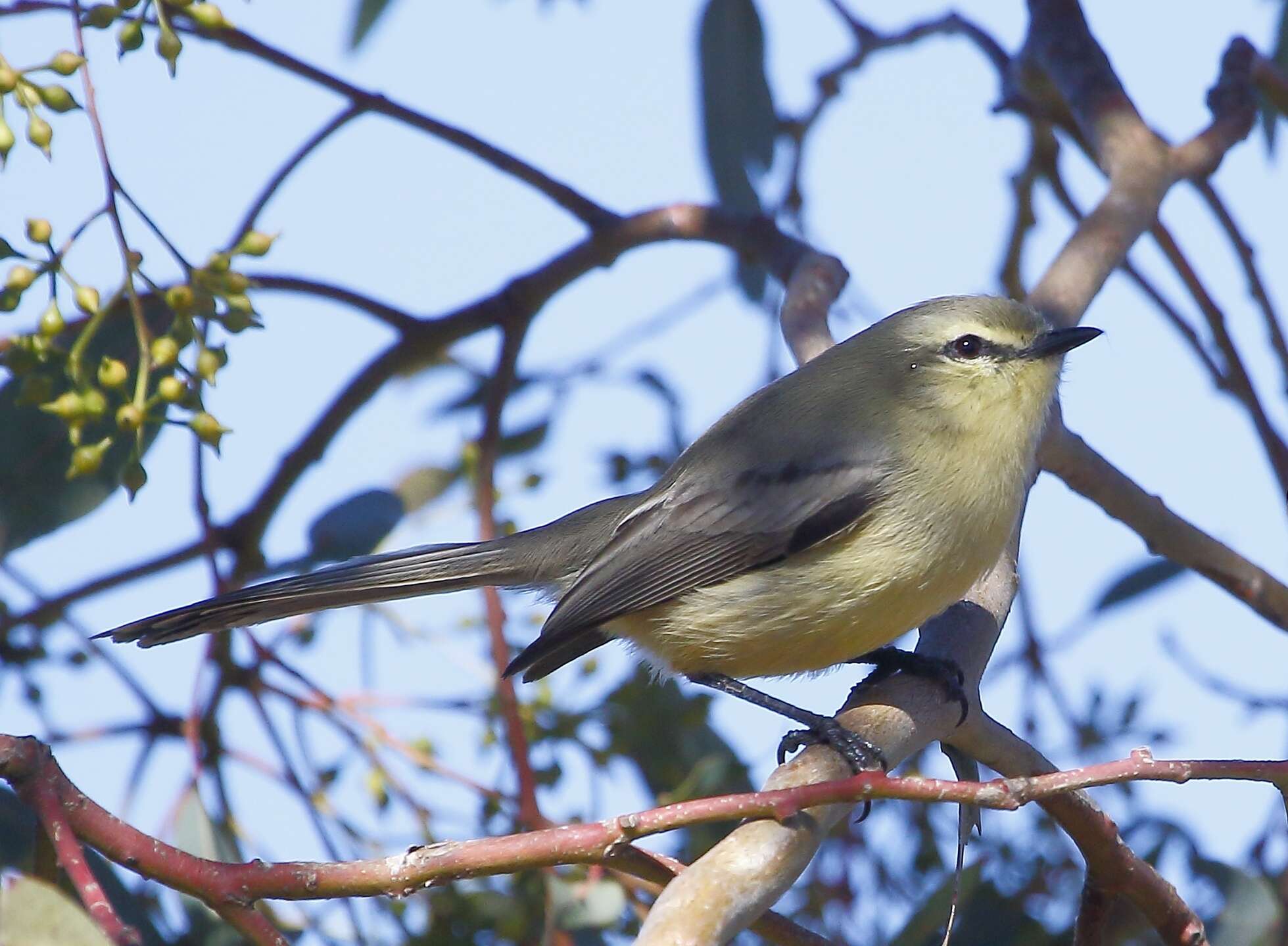 Image of Greater Wagtail-Tyrant