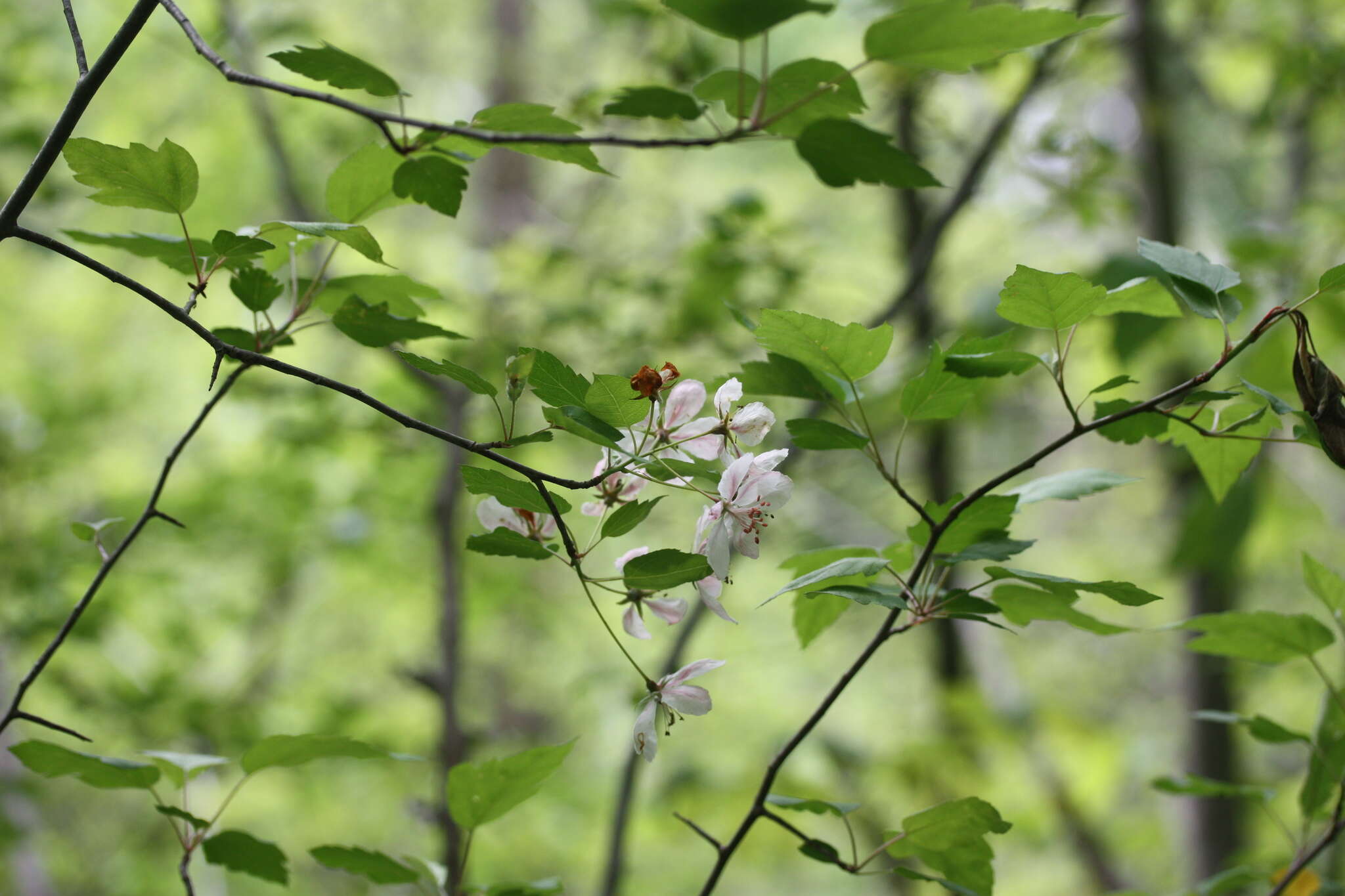 Plancia ëd Malus coronaria (L.) P. Mill.