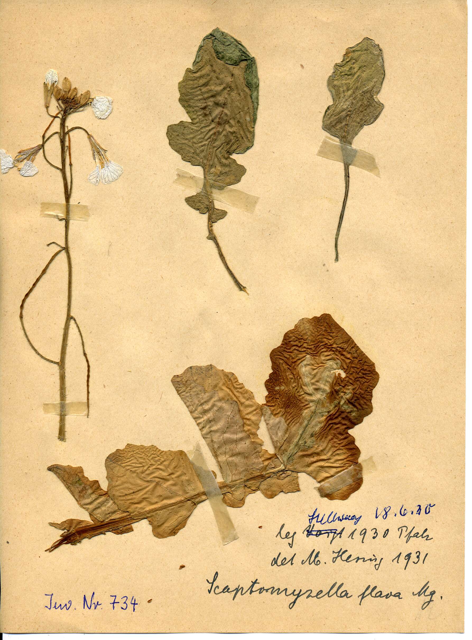 Image of wild radish