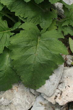 Image of Cirsium carniolicum Scop.