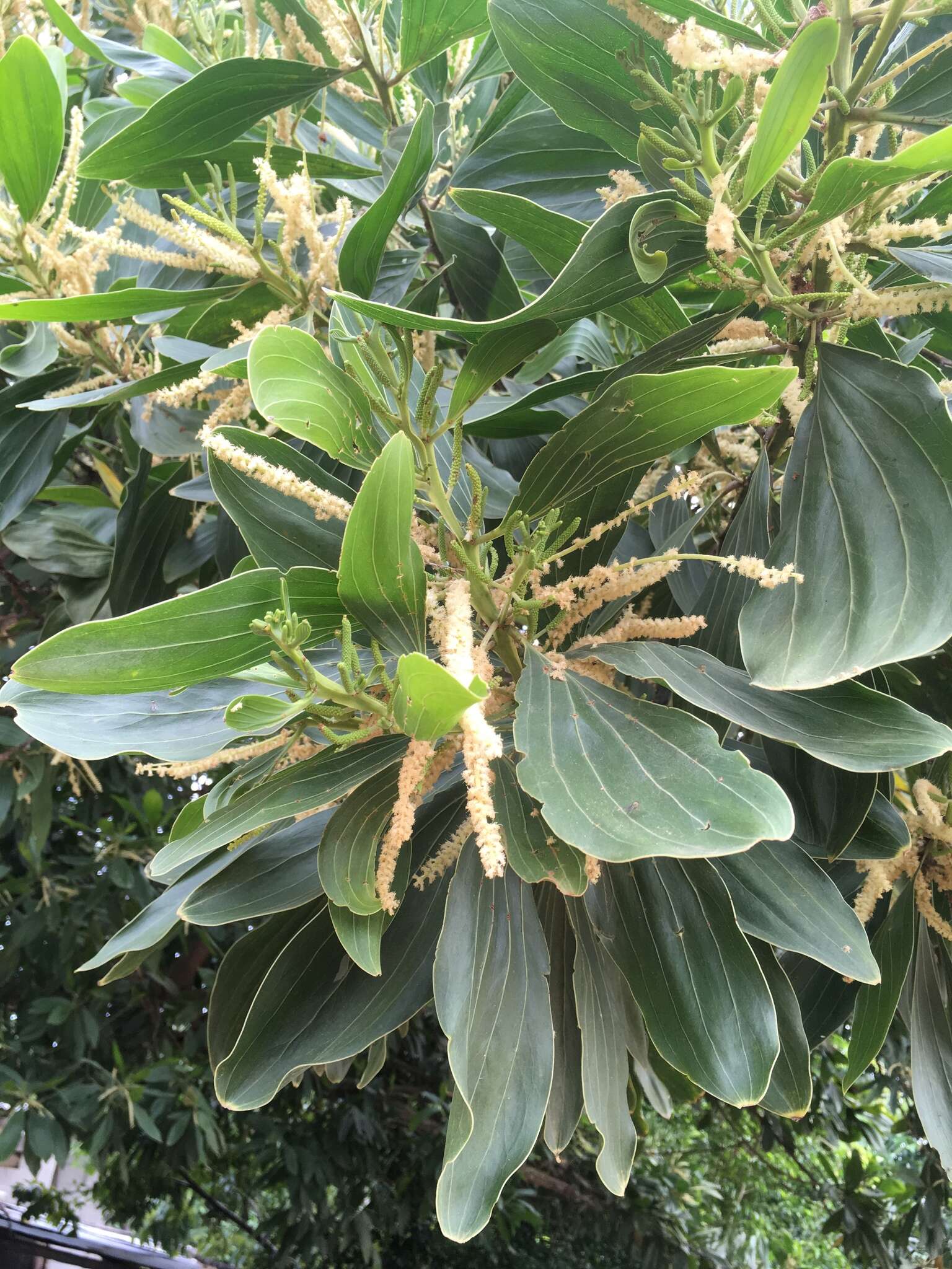 Image of Malabar plum